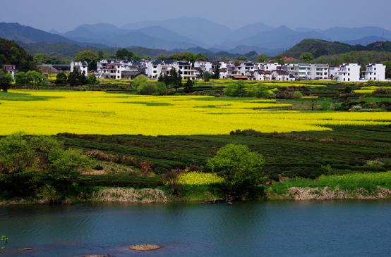 2013年踏春赏花季：三四月玩转婺源全攻略